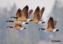 Branta canadensis